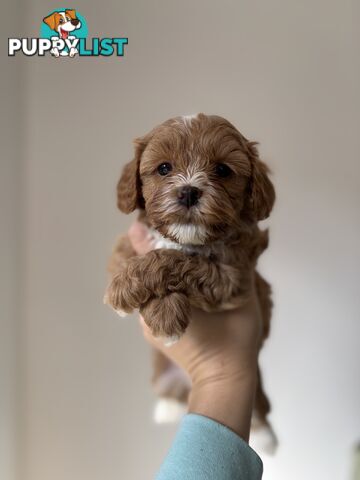 🐾X1 Second Generation Cavoodle puppy left – Ready for Loving Homes! 🐾