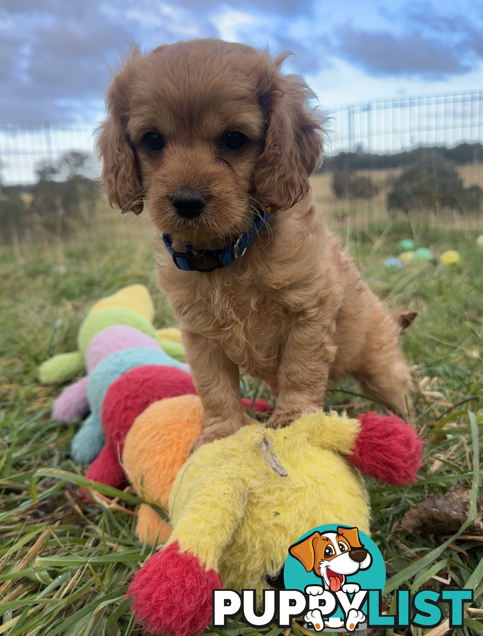 7 miniature cavoodles pups available 8/8/25