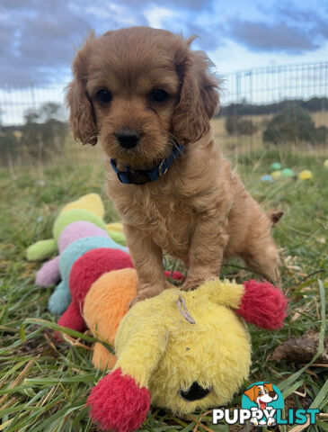 7 miniature cavoodles pups available 8/8/25