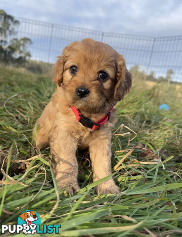7 miniature cavoodles pups available 8/8/25