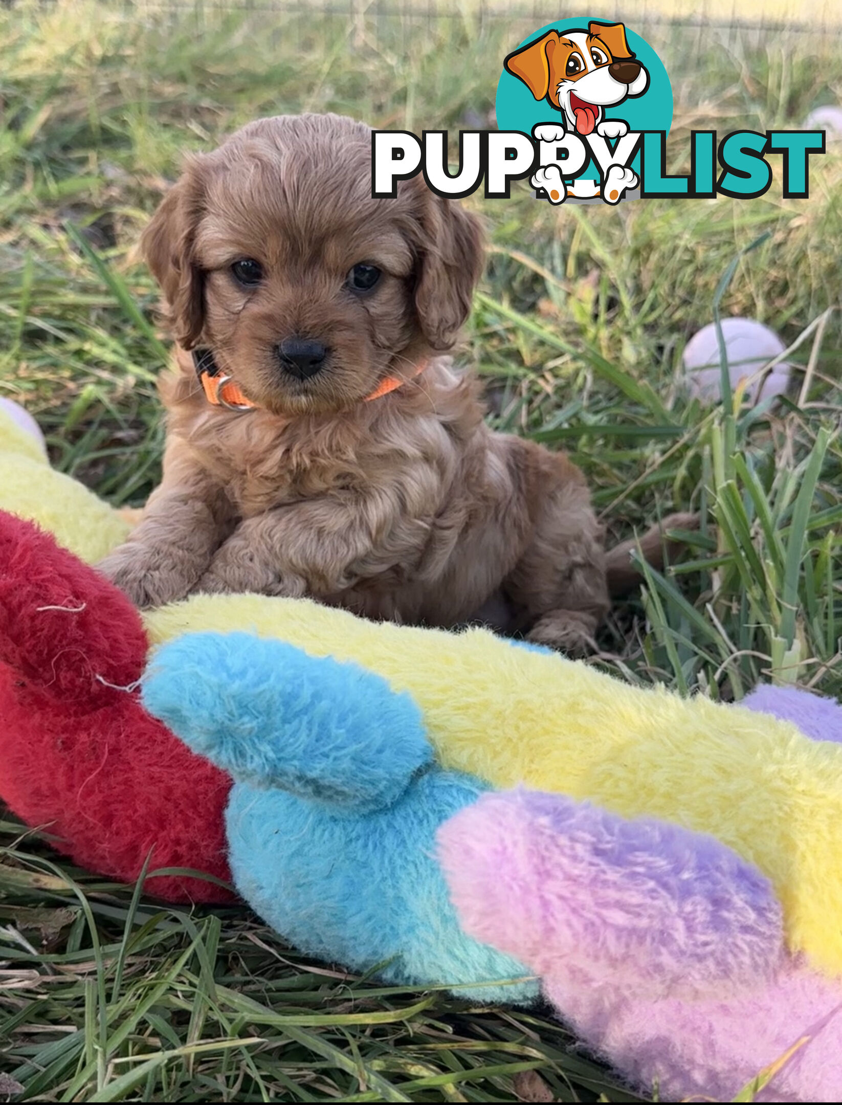 7 miniature cavoodles pups available 8/8/25