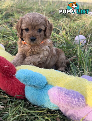7 miniature cavoodles pups available 8/8/25