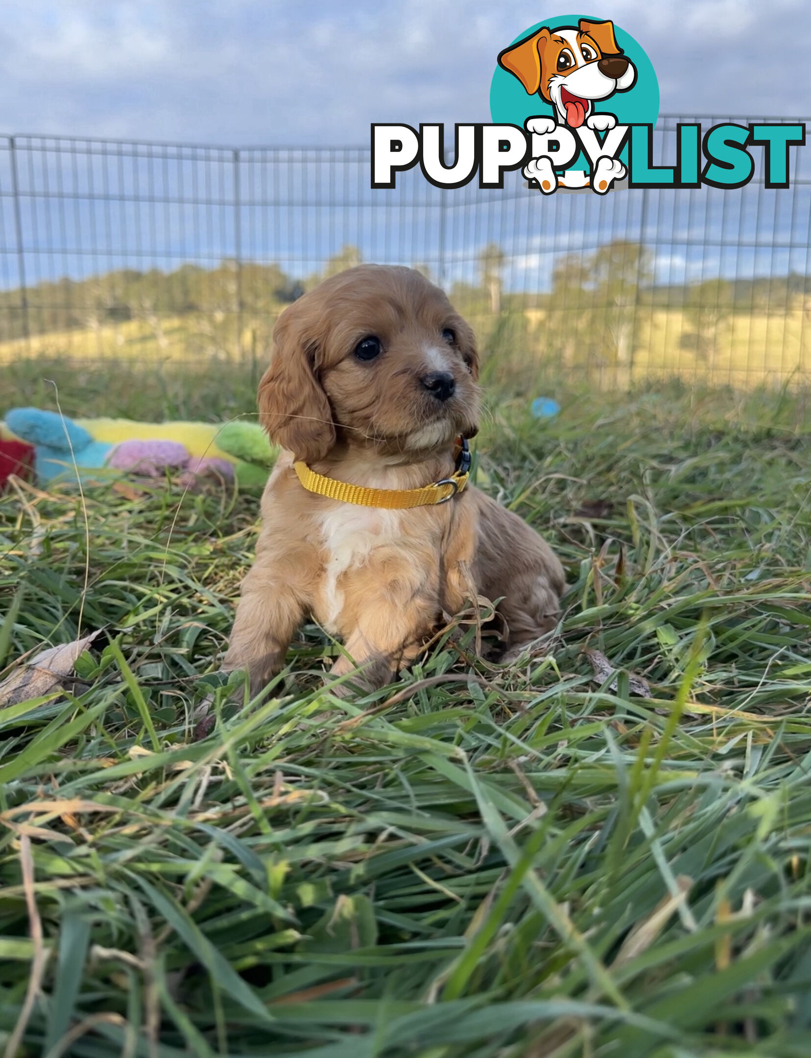 7 miniature cavoodles pups available 8/8/25