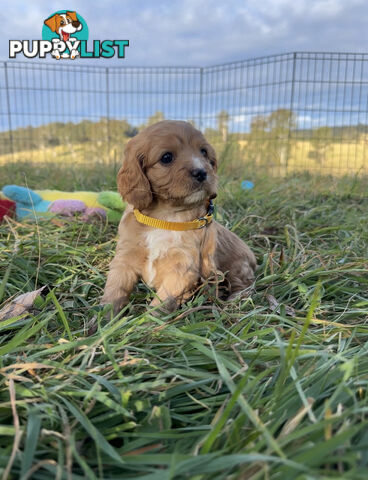 7 miniature cavoodles pups available 8/8/25