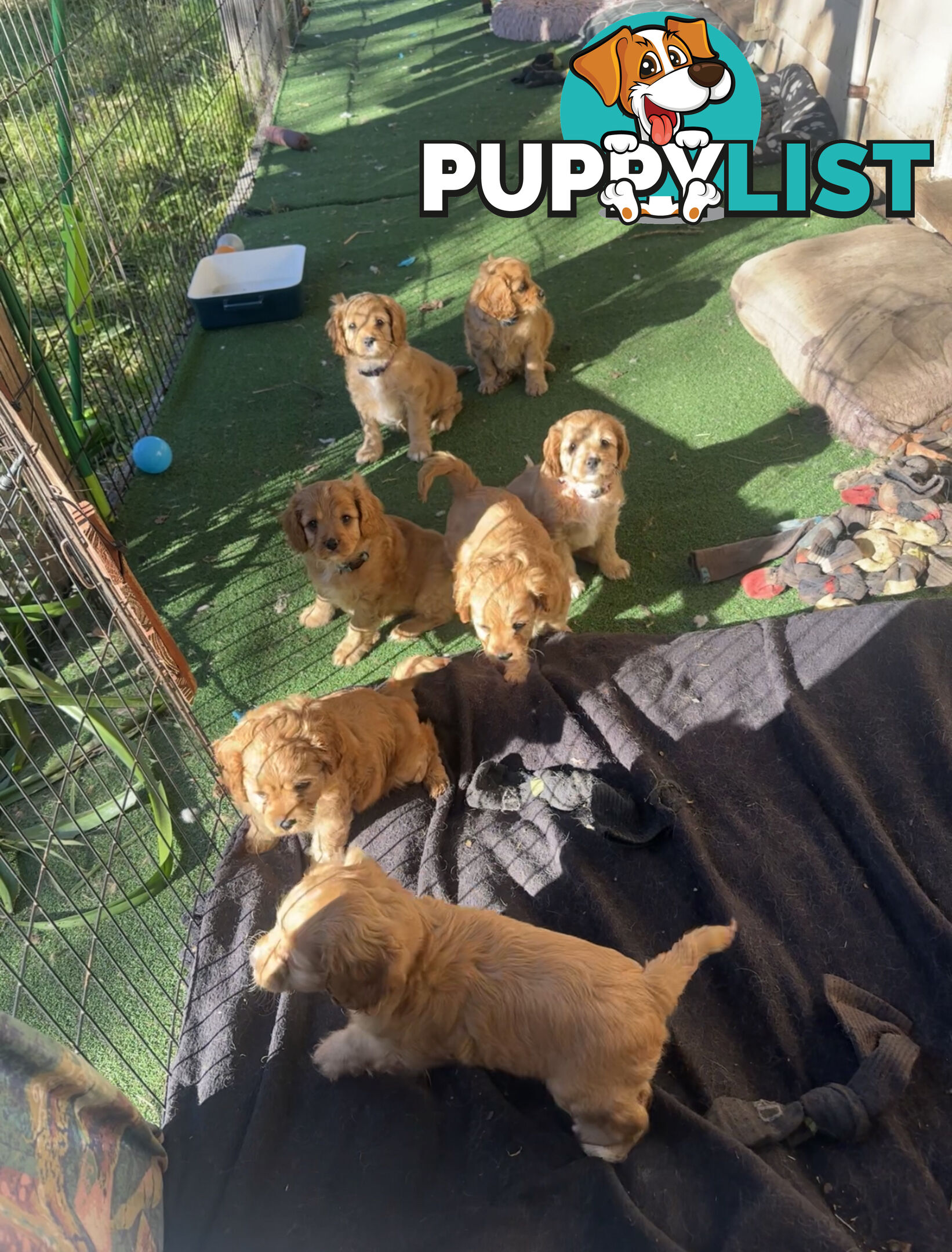 7 miniature cavoodles pups available 8/8/25