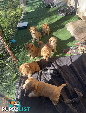 7 miniature cavoodles pups available 8/8/25