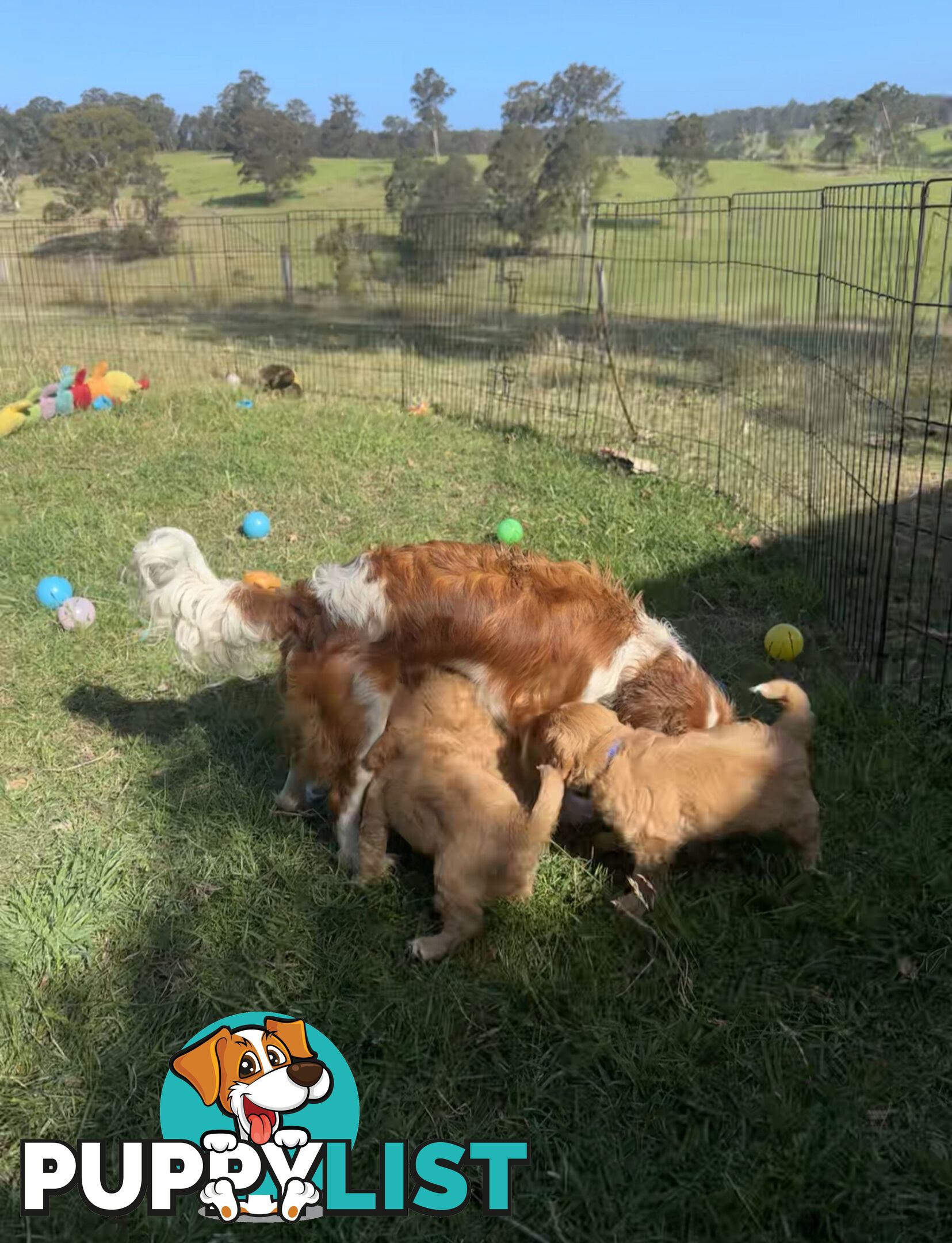 7 miniature cavoodles pups available 8/8/25