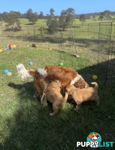7 miniature cavoodles pups available 8/8/25