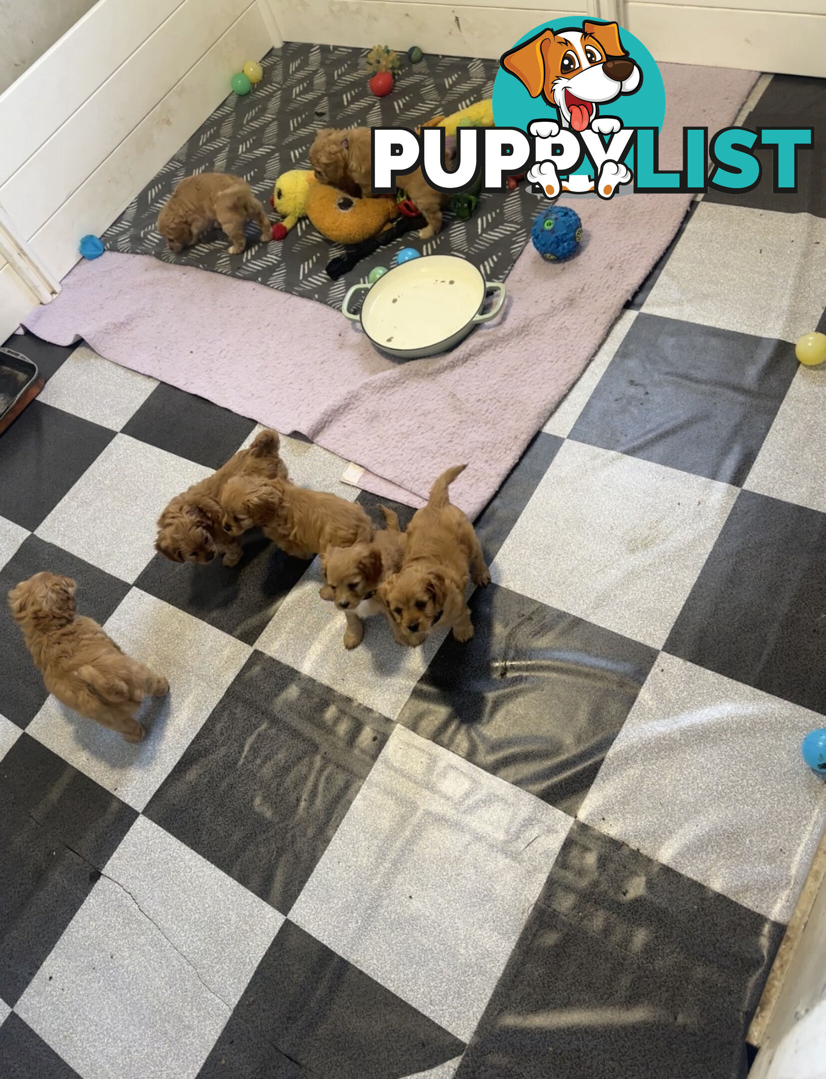 7 miniature cavoodles pups available 8/8/25