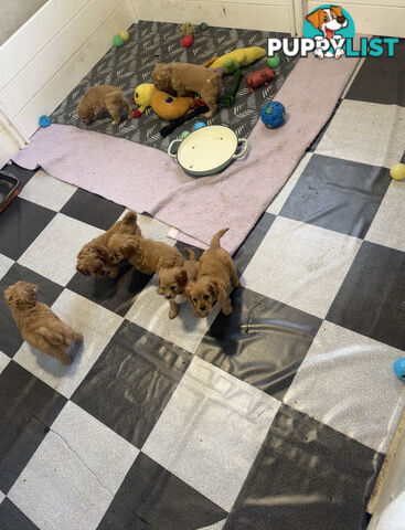 7 miniature cavoodles pups available 8/8/25