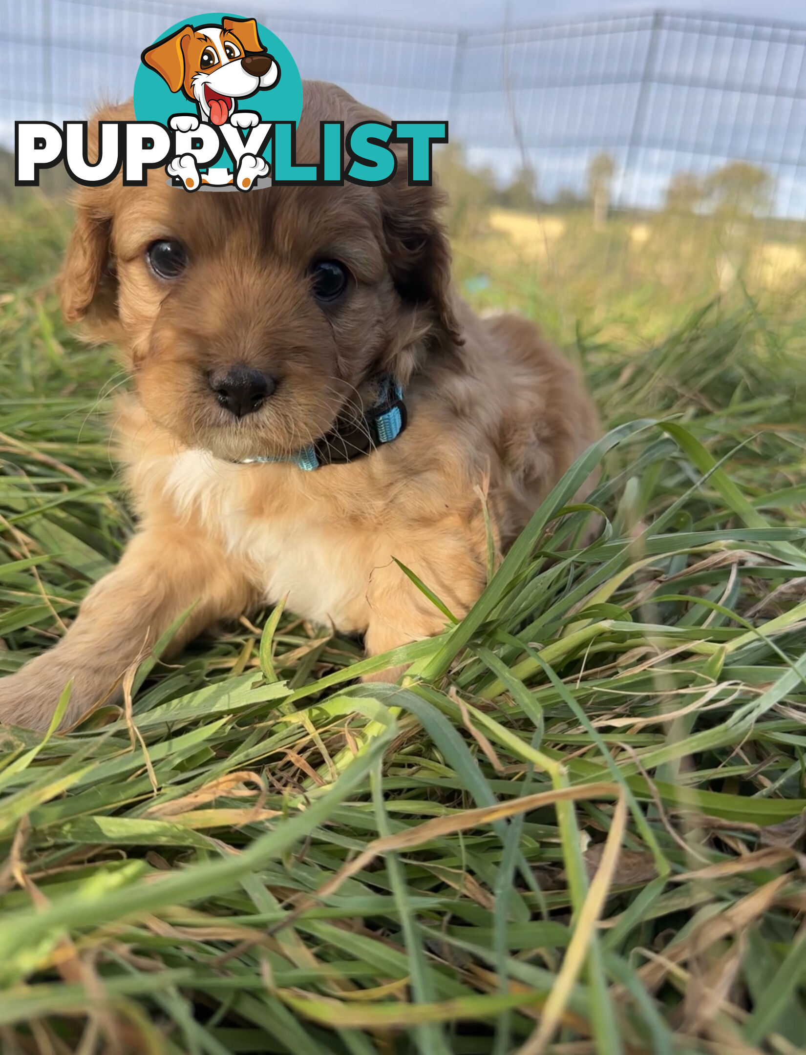 7 miniature cavoodles pups available 8/8/25