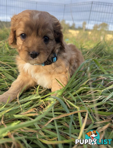 7 miniature cavoodles pups available 8/8/25
