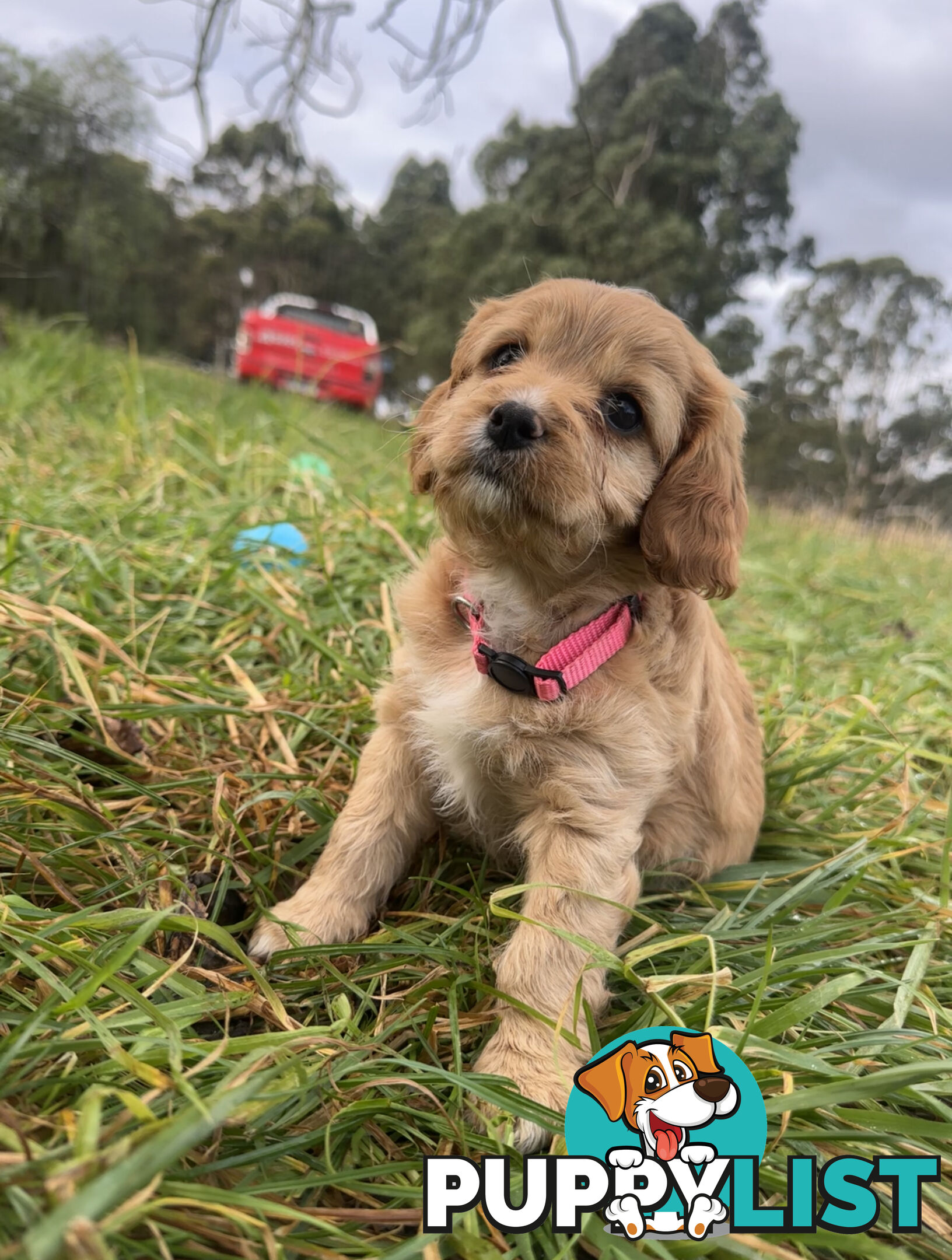 7 miniature cavoodles pups available 8/8/25