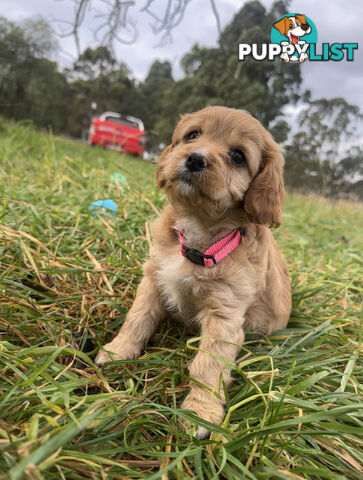 7 miniature cavoodles pups available 8/8/25