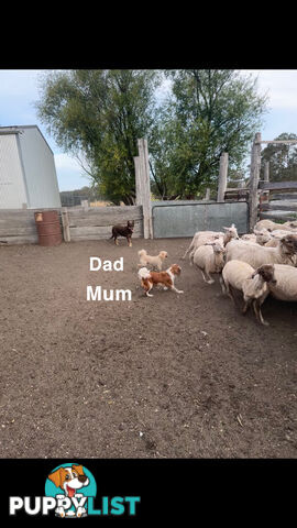 7 miniature cavoodles pups available 8/8/25