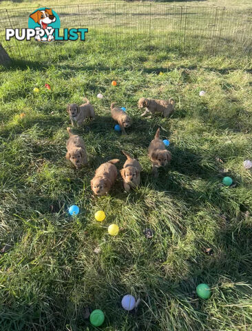 7 miniature cavoodles pups available 8/8/25