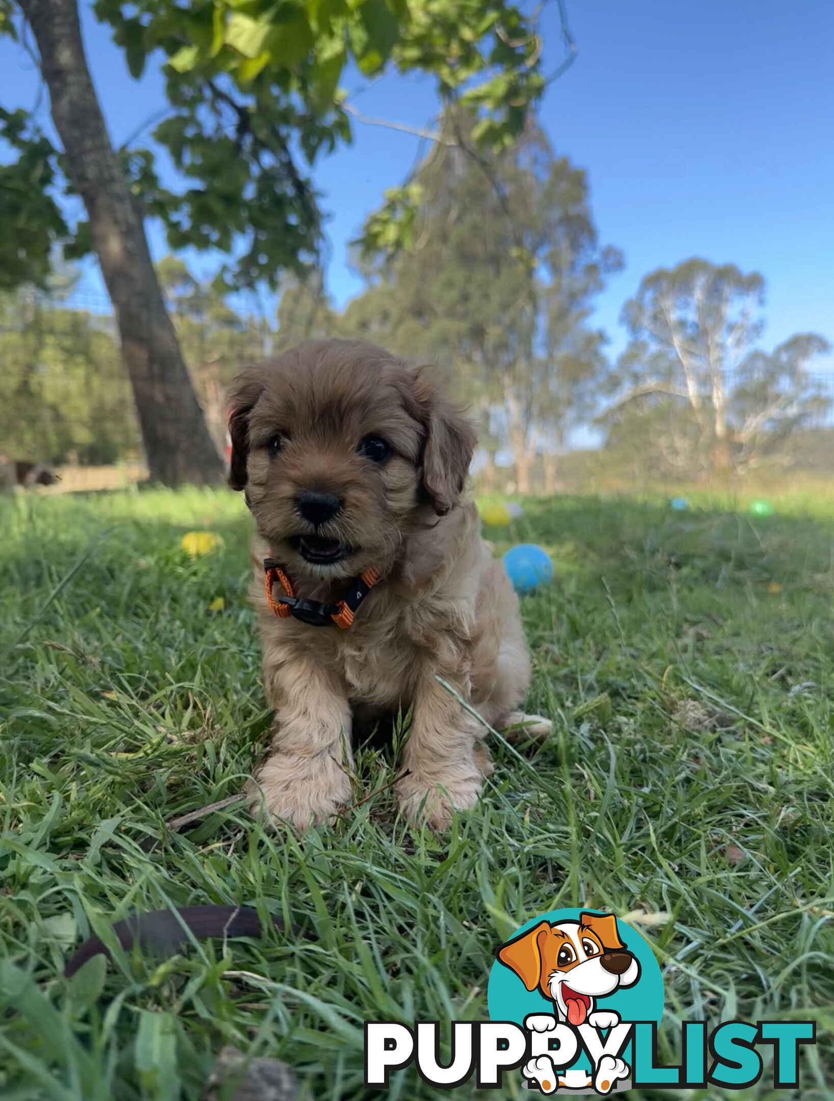 7 miniature cavoodle pups available 29/12/24 free delivery to Melbourne dna clear