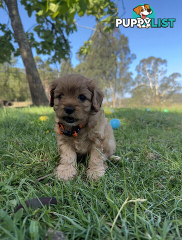 7 miniature cavoodle pups available 29/12/24 free delivery to Melbourne dna clear