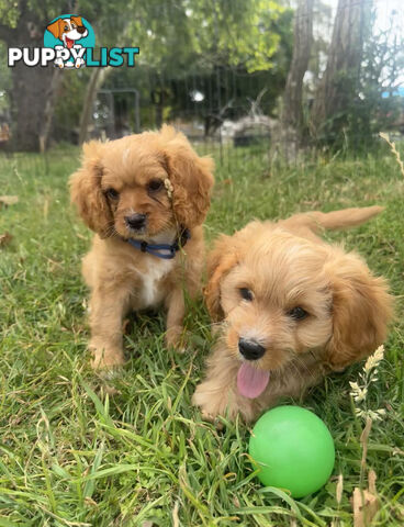 7 miniature cavoodle pups available now DNA clear 2 boys left