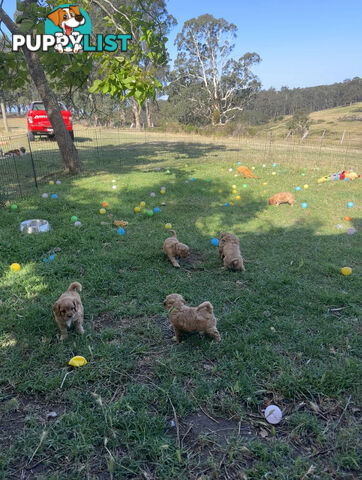 7 miniature cavoodle pups available 29/12/24 free delivery to Melbourne dna clear