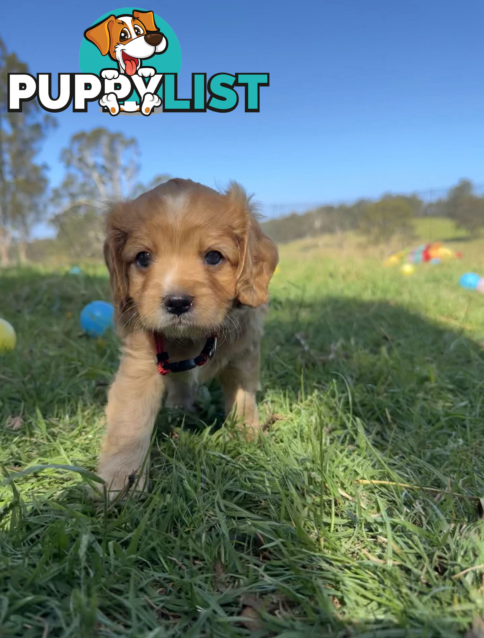 7 miniature cavoodle pups available 29/12/24 free delivery to Melbourne dna clear