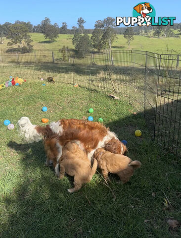 7 miniature cavoodle pups available 29/12/24 free delivery to Melbourne dna clear