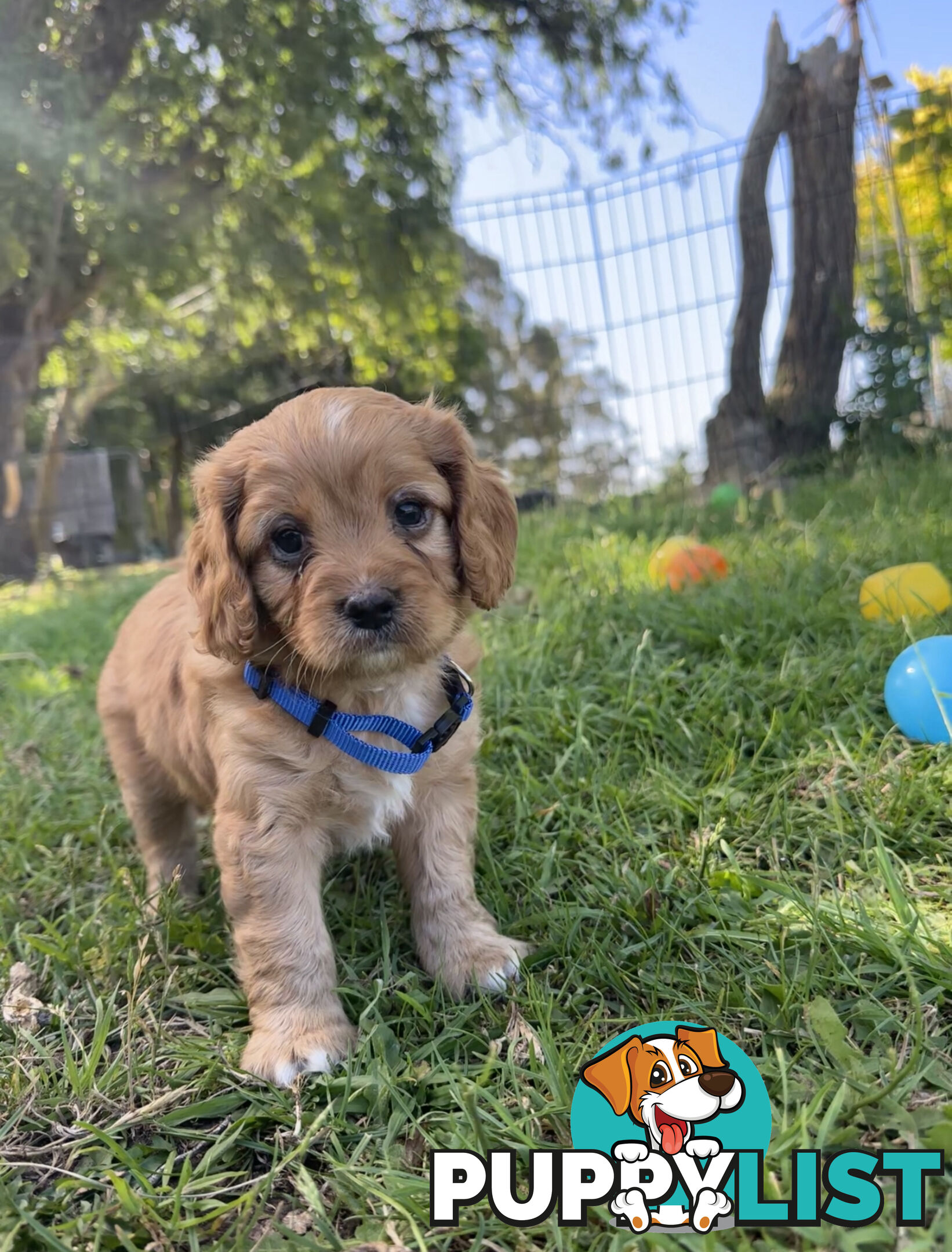 7 miniature cavoodle pups available 29/12/24 free delivery to Melbourne dna clear