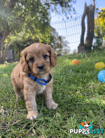 7 miniature cavoodle pups available 29/12/24 free delivery to Melbourne dna clear