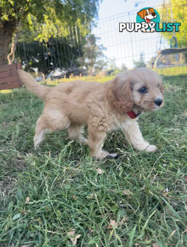 7 miniature cavoodle pups available now DNA clear 2 boys left