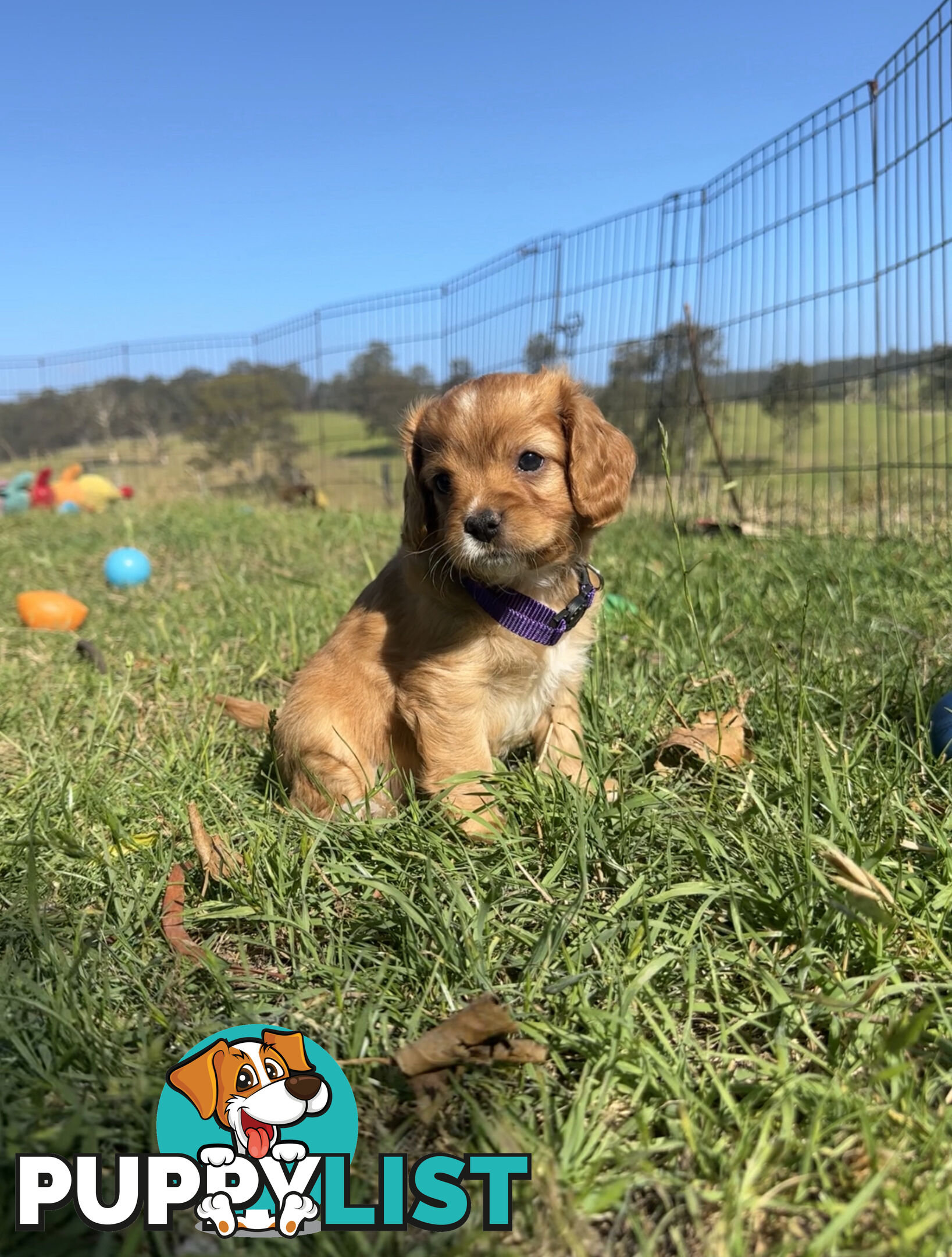 7 miniature cavoodle pups available 29/12/24 free delivery to Melbourne dna clear