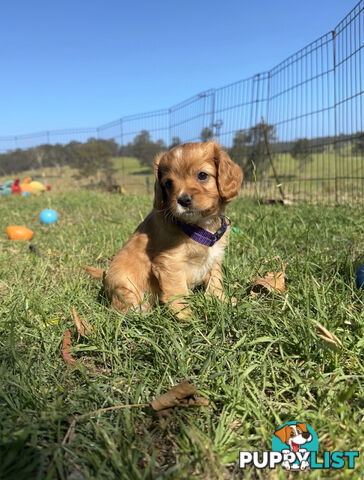 7 miniature cavoodle pups available 29/12/24 free delivery to Melbourne dna clear