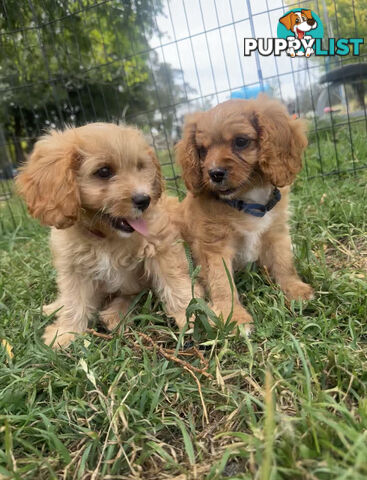 7 miniature cavoodle pups available now DNA clear 2 boys left