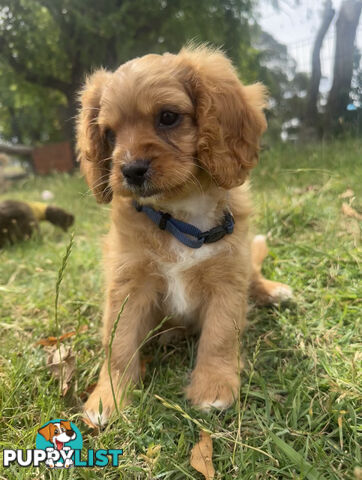 7 miniature cavoodle pups available now DNA clear 2 boys left