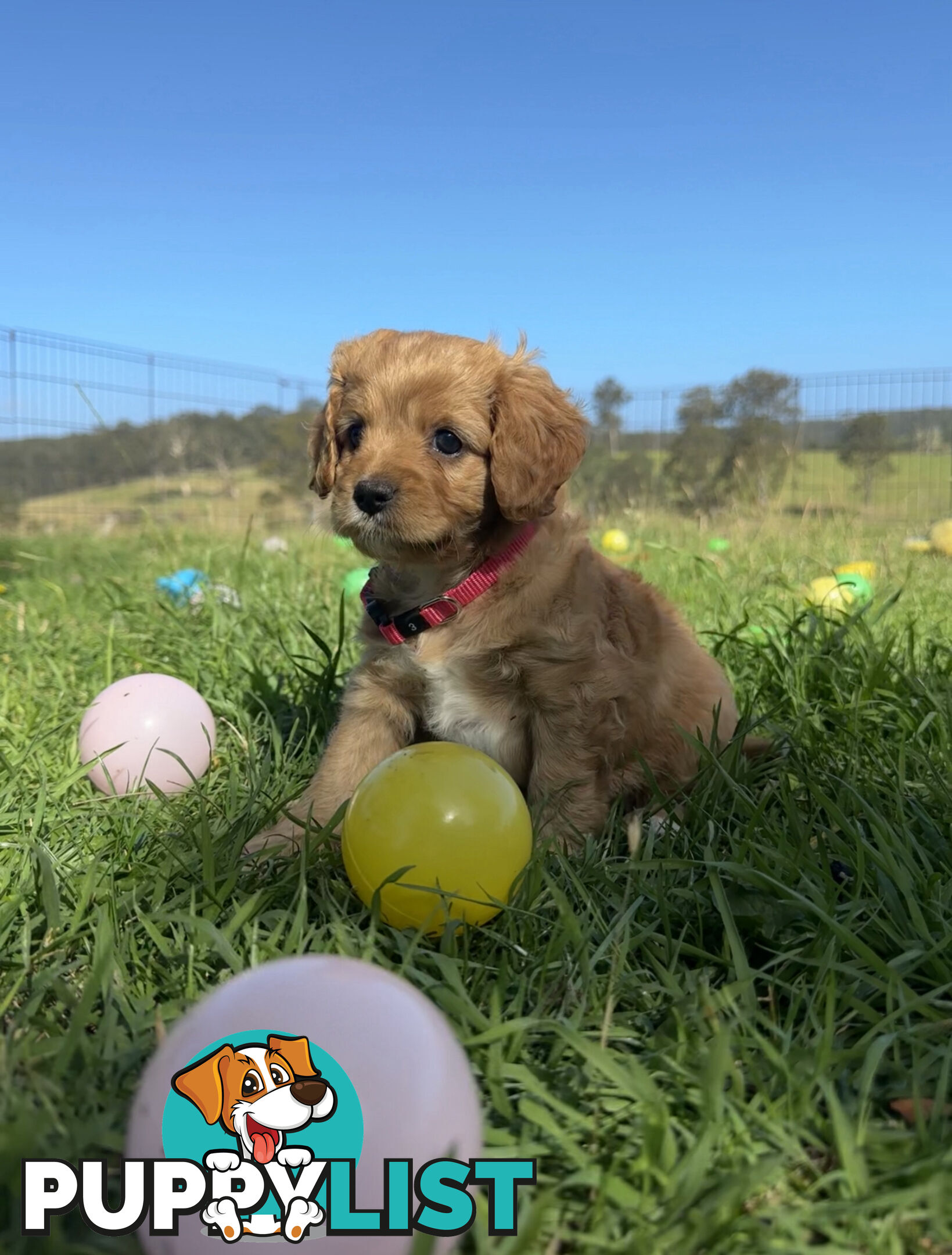 7 miniature cavoodle pups available 29/12/24 free delivery to Melbourne dna clear