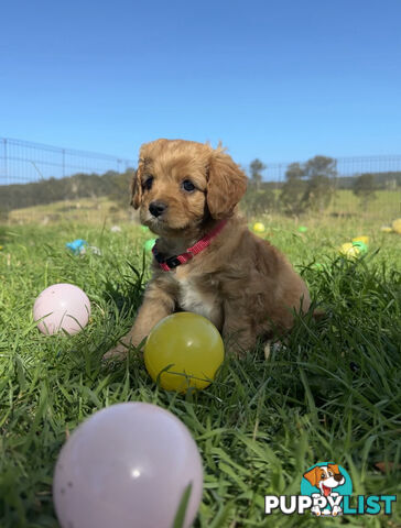 7 miniature cavoodle pups available 29/12/24 free delivery to Melbourne dna clear