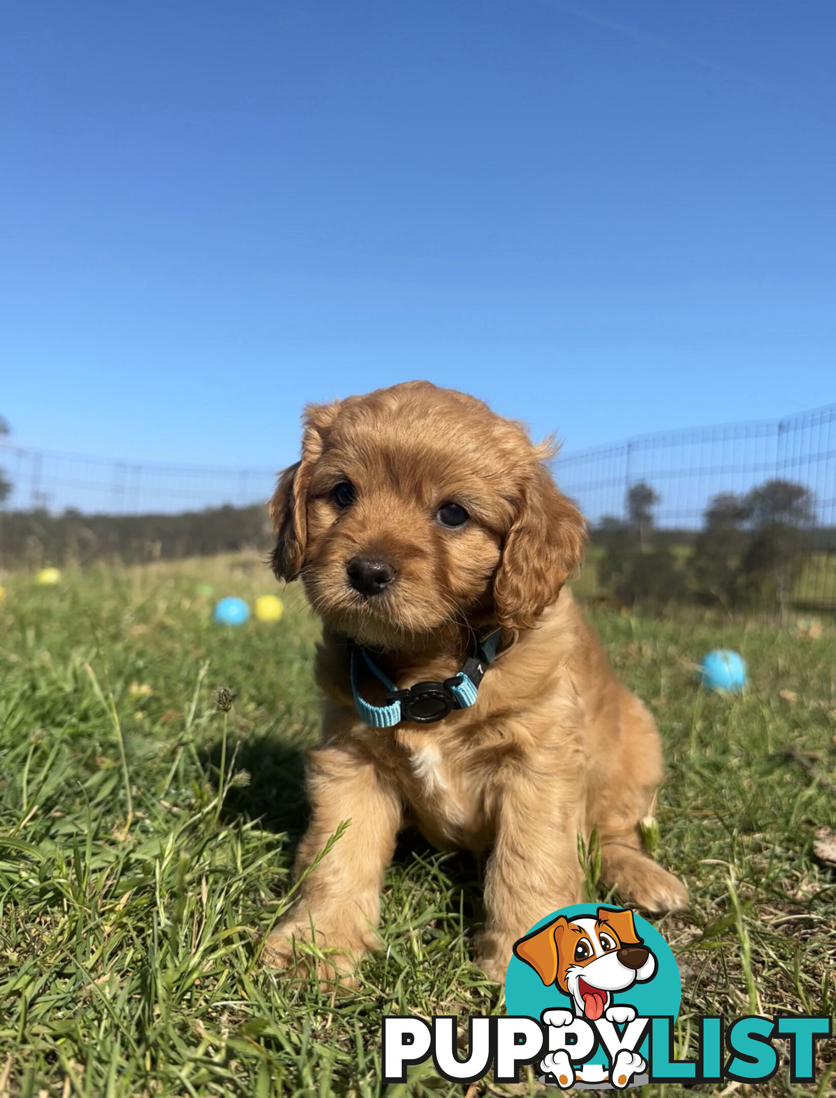 7 miniature cavoodle pups available 29/12/24 free delivery to Melbourne dna clear