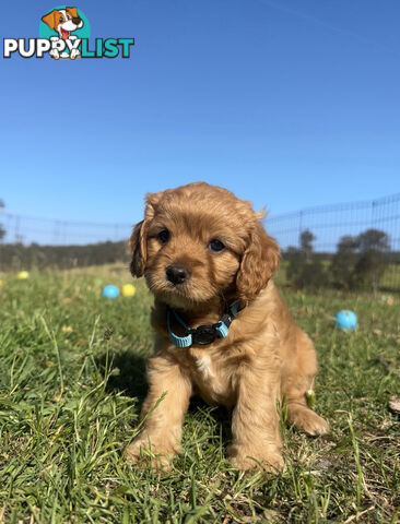 7 miniature cavoodle pups available 29/12/24 free delivery to Melbourne dna clear