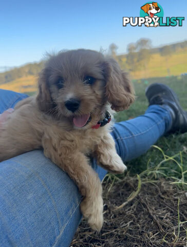 7 miniature cavoodle pups available now DNA clear 2 boys left