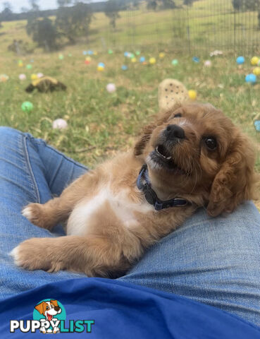 7 miniature cavoodle pups available now DNA clear 2 boys left