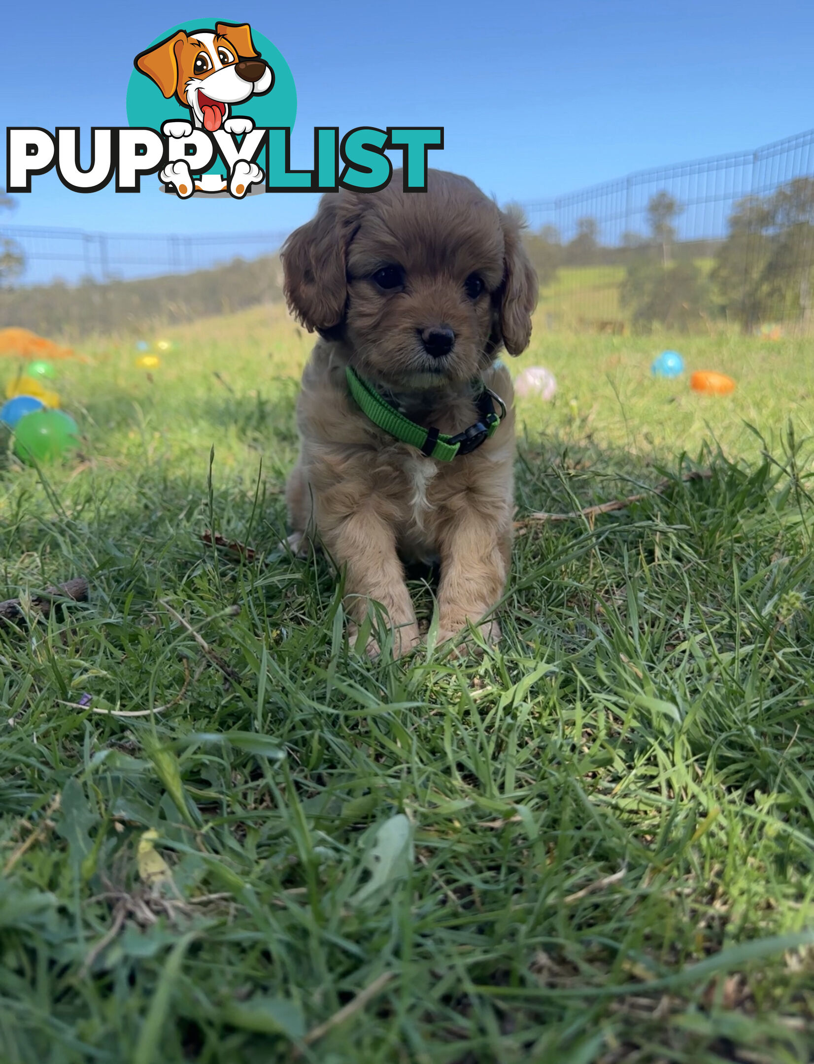 7 miniature cavoodle pups available 29/12/24 free delivery to Melbourne dna clear