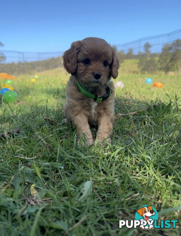 7 miniature cavoodle pups available 29/12/24 free delivery to Melbourne dna clear