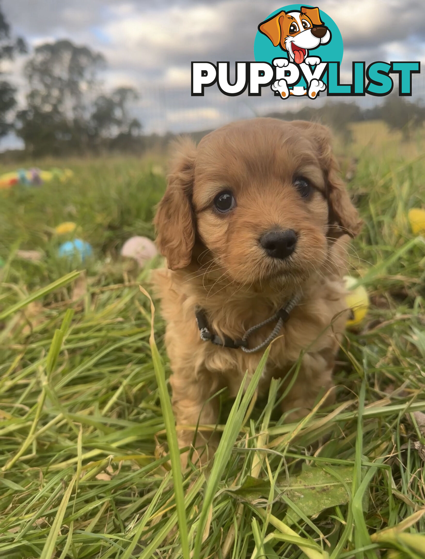 5 miniature cavoodle pups available 25/7/25