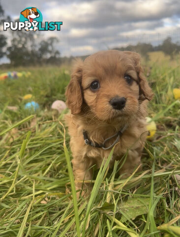 5 miniature cavoodle pups available 25/7/25