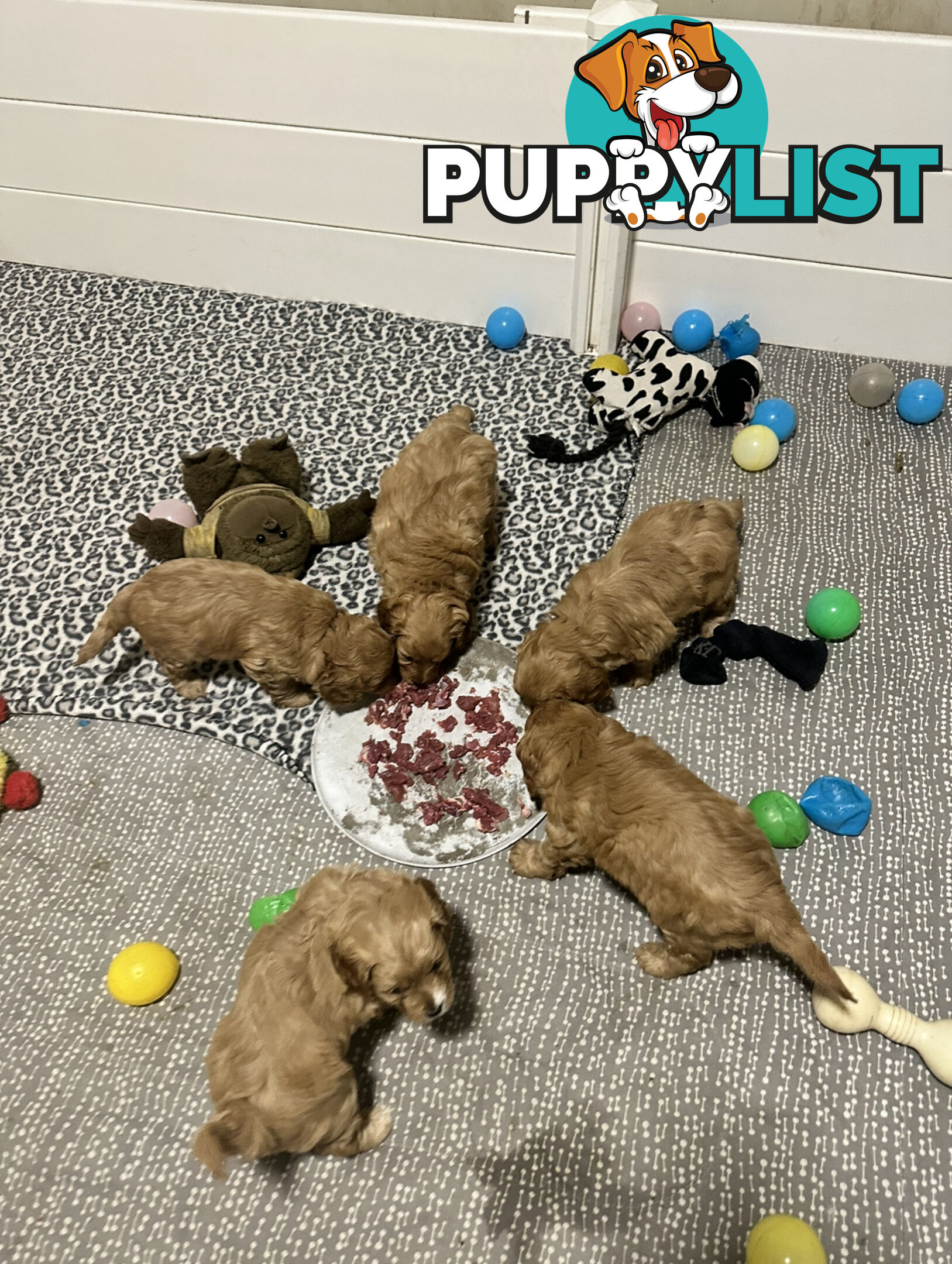 5 miniature cavoodle pups available 25/7/25