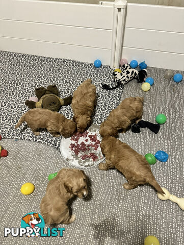 5 miniature cavoodle pups available 25/7/25