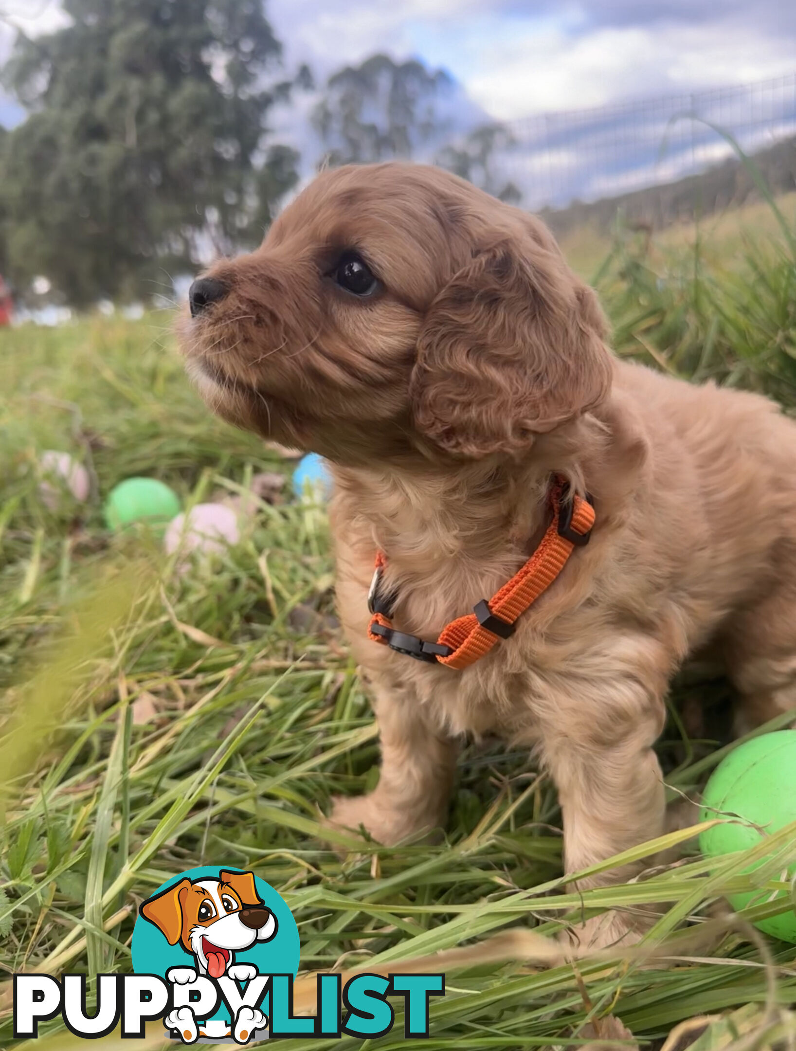 5 miniature cavoodle pups available 25/7/25