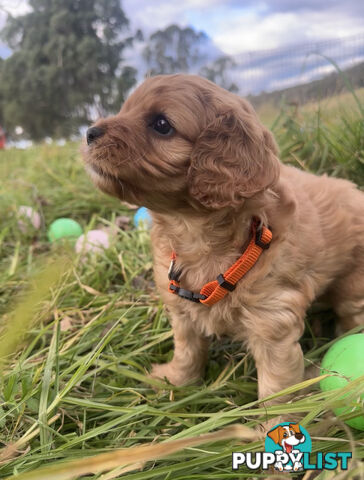 5 miniature cavoodle pups available 25/7/25
