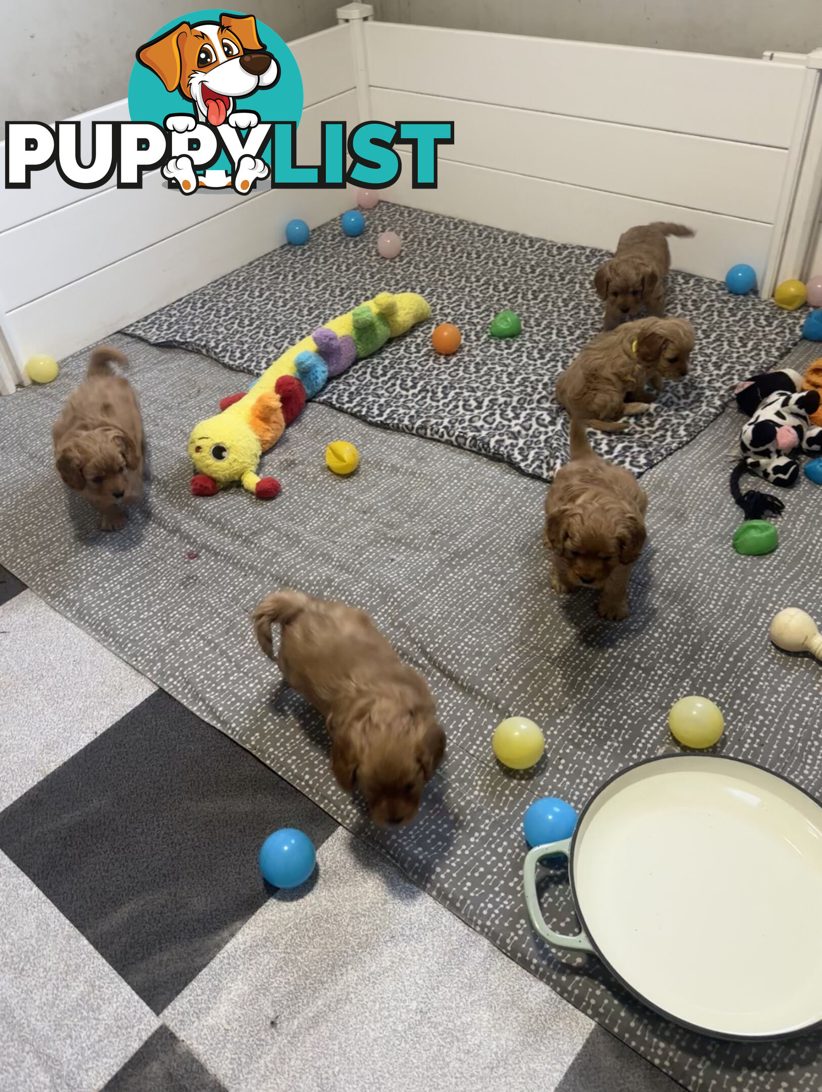 5 miniature cavoodle pups available 25/7/25
