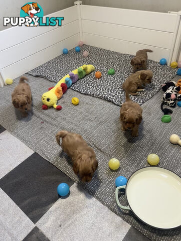 5 miniature cavoodle pups available 25/7/25