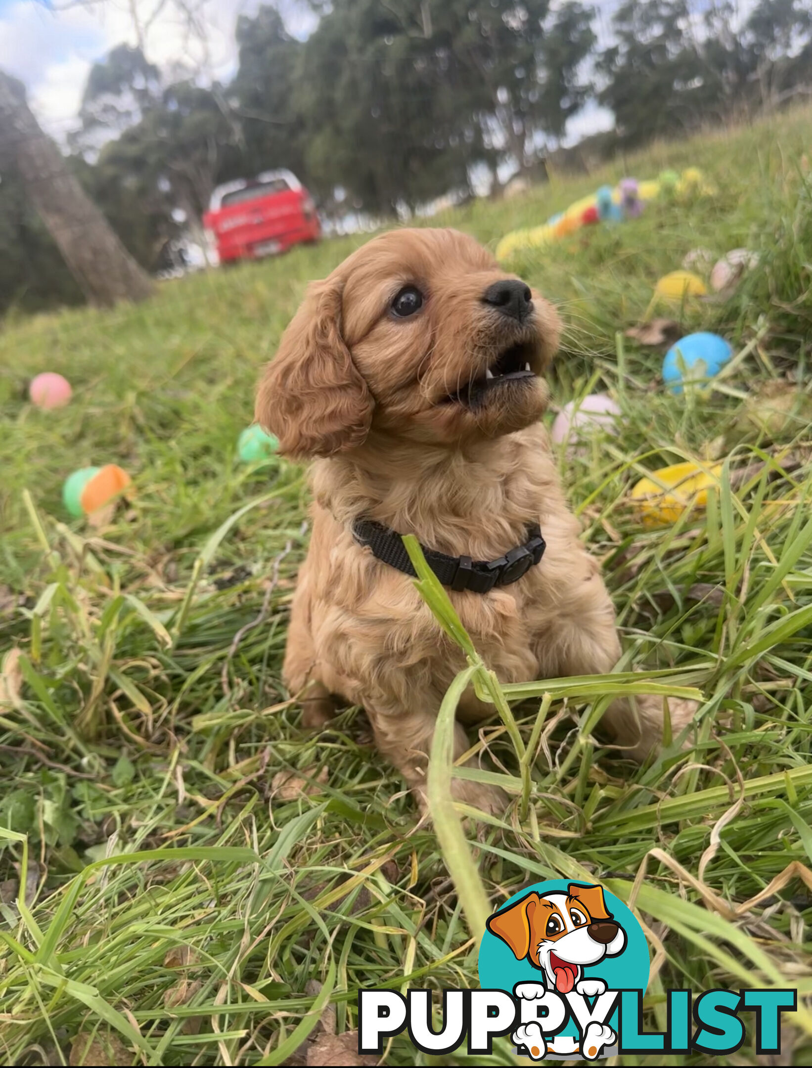 5 miniature cavoodle pups available 25/7/25